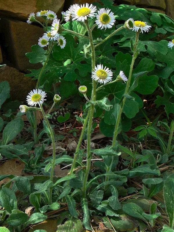 Erigeron pulchellus ‘Meadow Muffin’ –Robin’s Plantain–