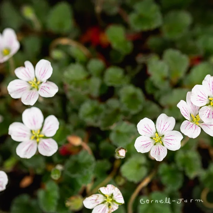 Erodium x Album 4in