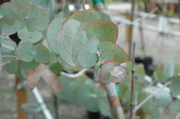 Eucalyptus ‘Argyle Apple Gum’