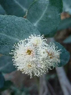 Eucalyptus crenulata ‘Silver Gum’