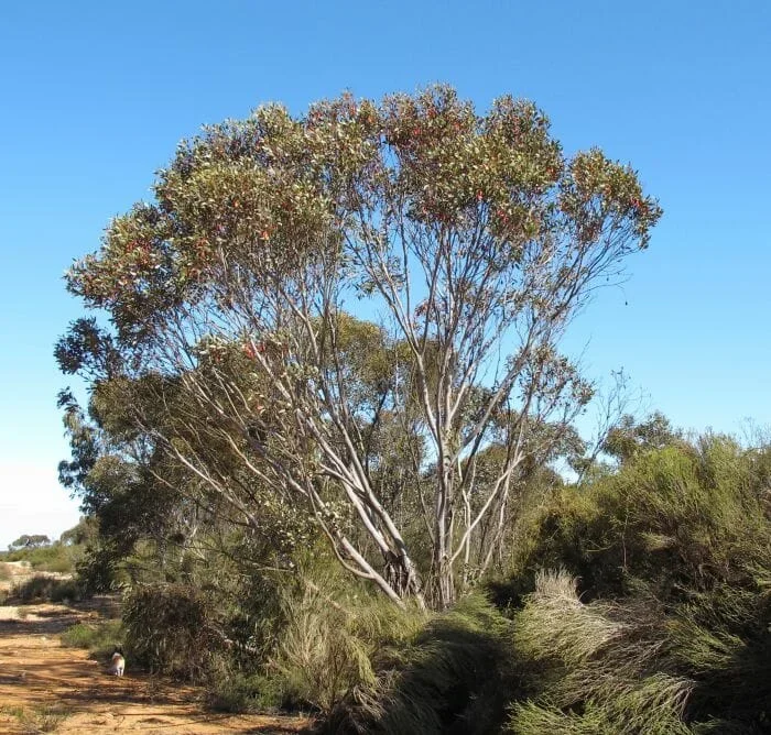 Eucalyptus ‘Fuchsia Gum’