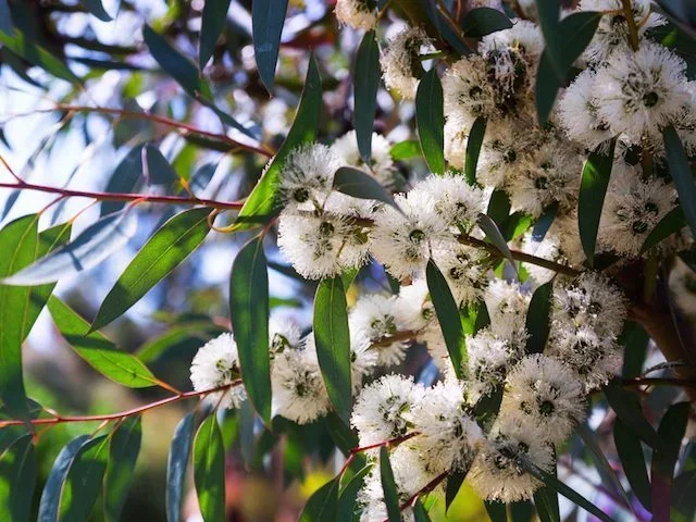 Eucalyptus ‘Little Snowman’