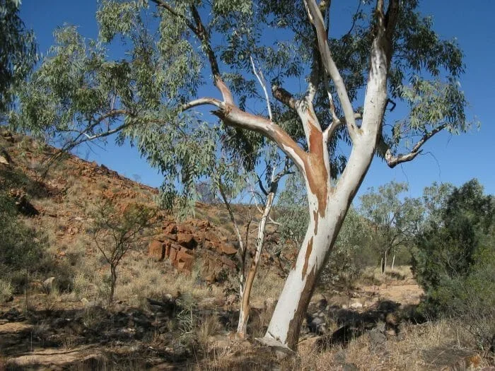 Eucalyptus ‘River Red Gum’ 12″ Pot