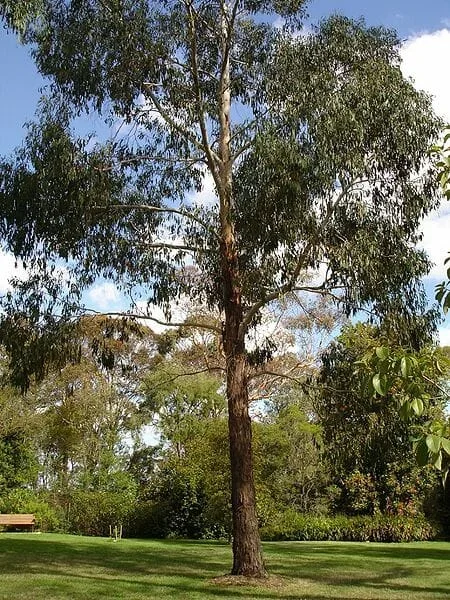 Eucalyptus ‘Swamp Gum’