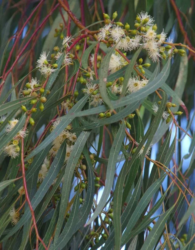 Eucalyptus ‘Wallangarra White Gum’
