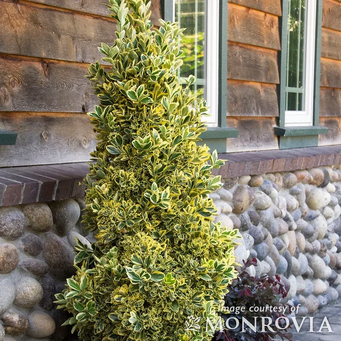 Euonymus j Chollipo Cone 5gal
