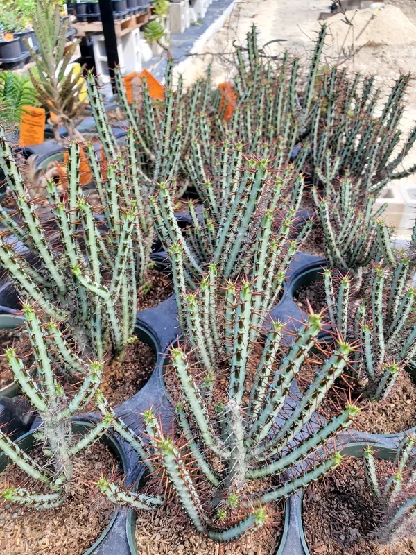 Euphorbia aeruginosa ‘Minor’ –Miniature Saguaro–