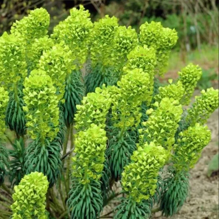 Euphorbia characias ssp. wulfenii –Mediterranean Spurge–