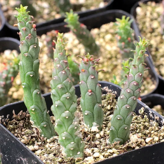 Euphorbia guentheri