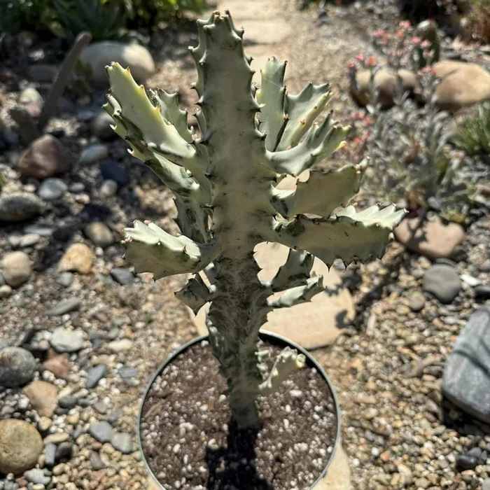 Euphorbia Lactea Variegata ‘White Ghost Cactus’
