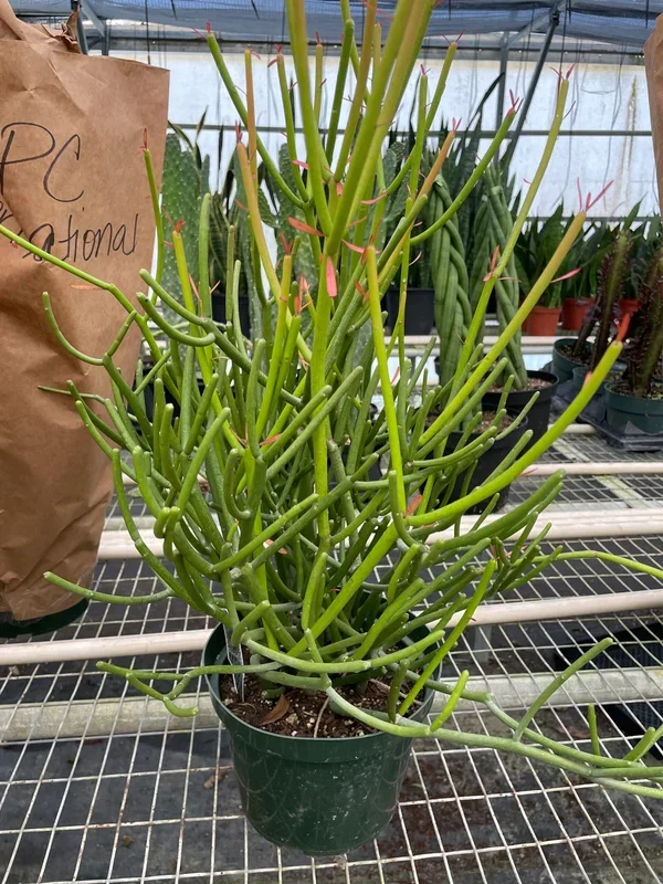 EUPHORBIA ‘PENCIL CACTUS’