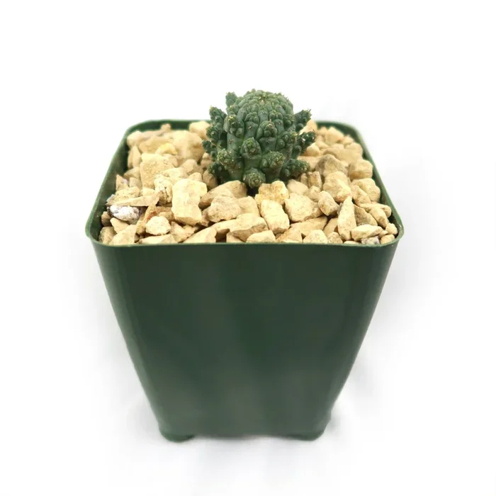 Euphorbia suppressa