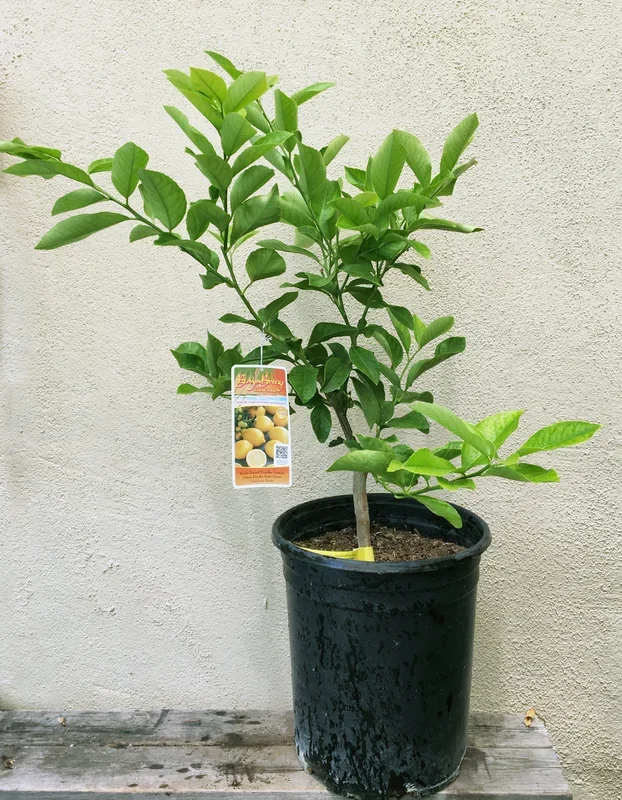 Eureka Lemon, semi-dwarf