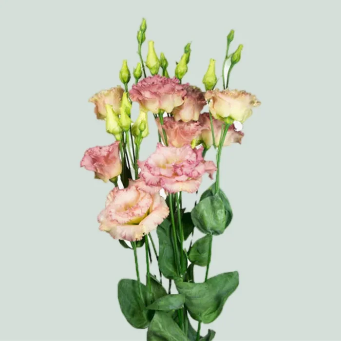 Eustoma Alissa Champagne (10 Stems)