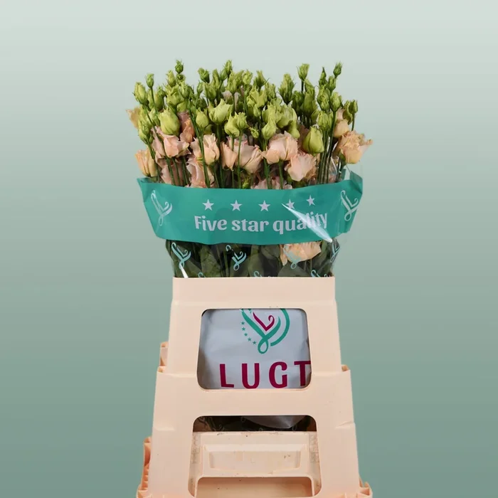 Eustoma Alissa Light Apricot (10 Stems)