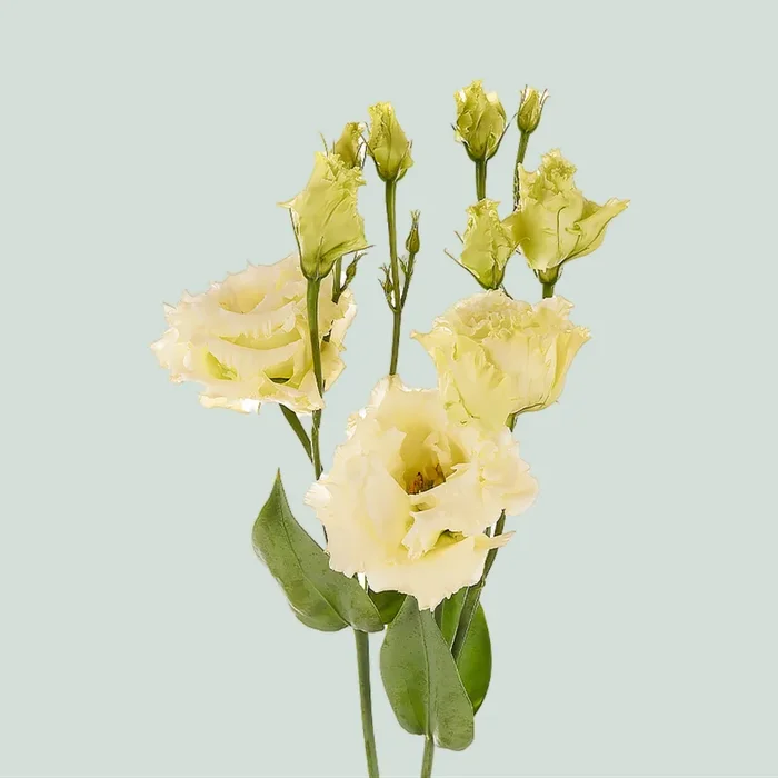 Eustoma Alissa Yellow (10 Stems)