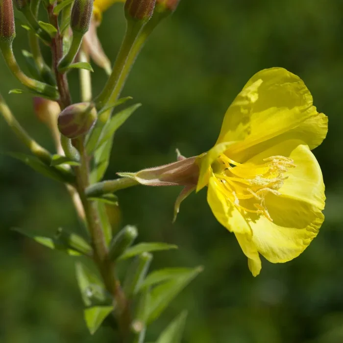 Evening Primrose 9cm Pot Plants | Oenothera biennis