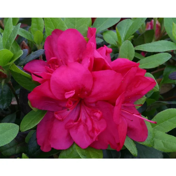 Evergreen Azalea Mothers Day 3L