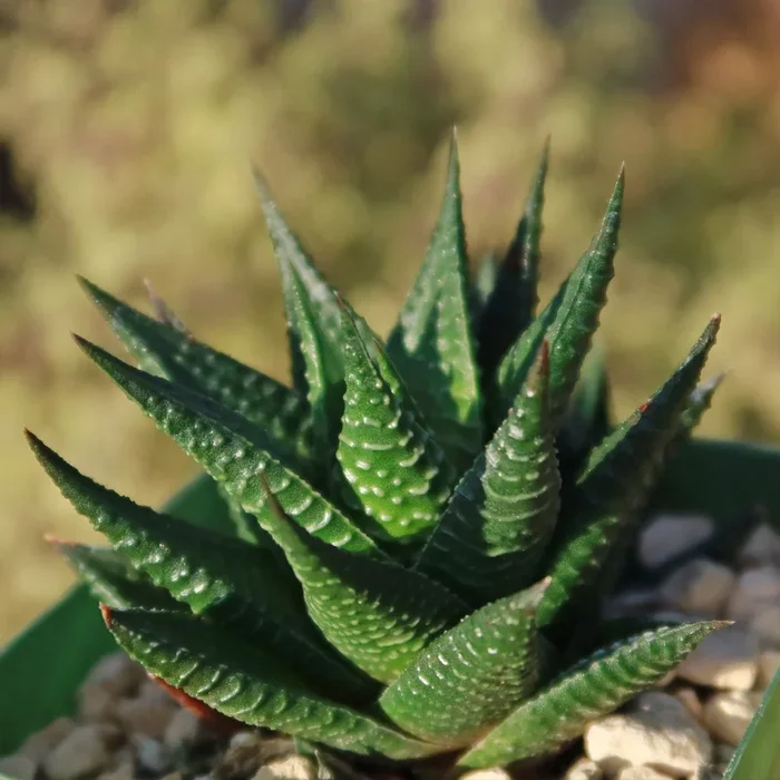 Fairy Washboard ‘Haworthiopsis limifolia’