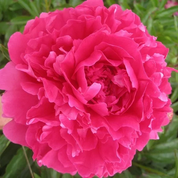 Fall Peony Collection
