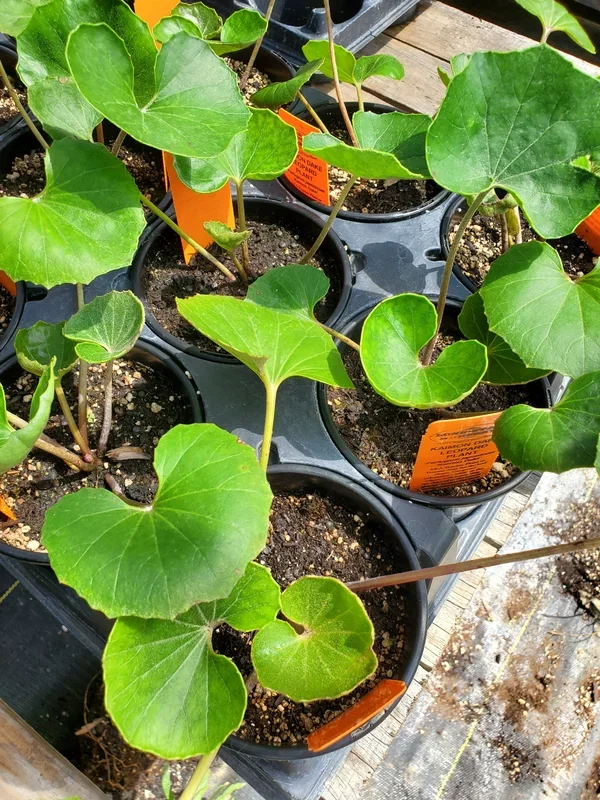 Farfugium japonicum –Kaimon Dake Leopard Plant–