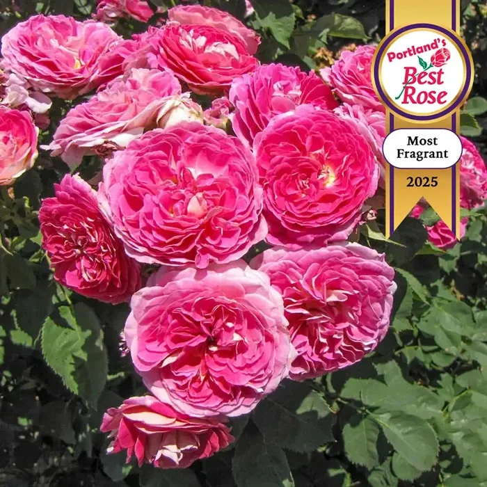 Fashion Forward™ Floribunda Rose
