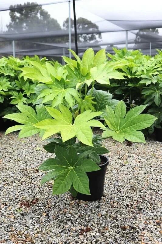 Fatsia ‘Japanese Aralia’ 4″ Pot