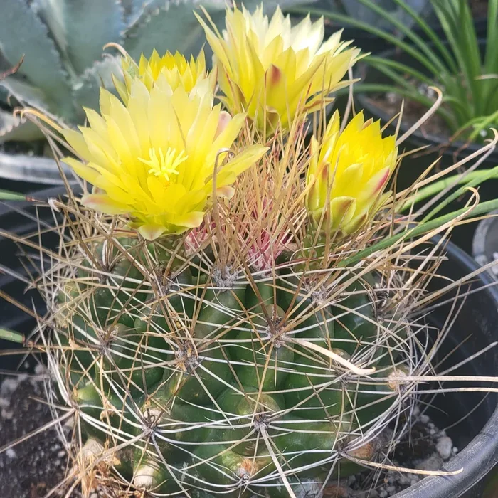 Ferocactus hamatacanthus ‘Texas Barrel Cactus’