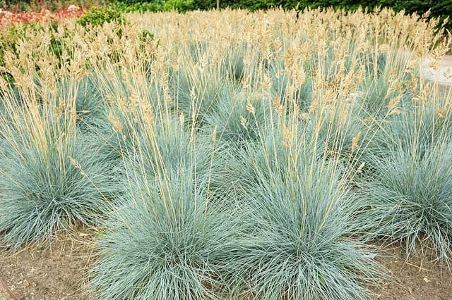 Festuca glauca –Blue Fescue Grass–