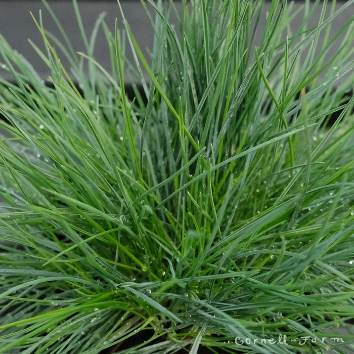 Festuca glauca Beyond Blue 2gal