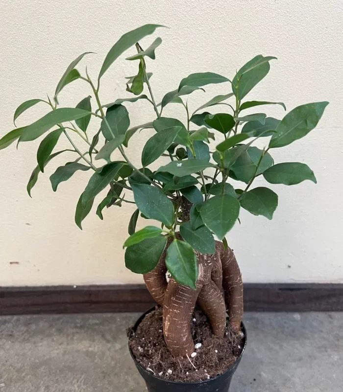 Ficus ‘Ginseng Character’