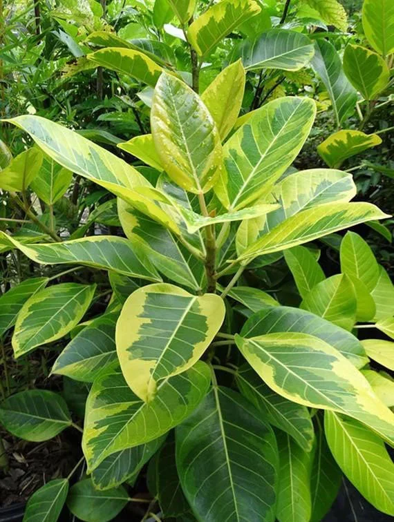 Ficus altissima ‘Variegata’ –Golden Council Tree–