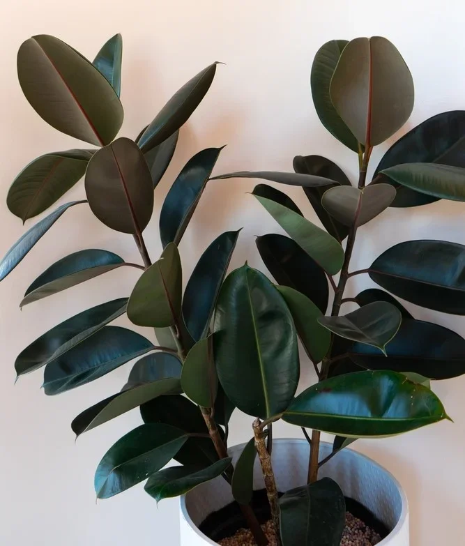 Ficus ‘Burgundy’ Rubber Fig 12″ Pot