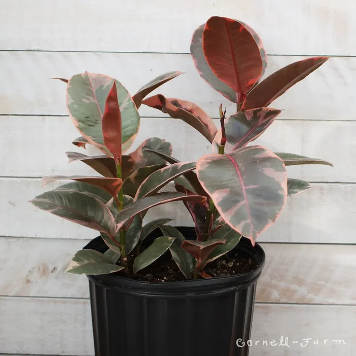 Ficus elastica 10in Ruby Rubber Tree