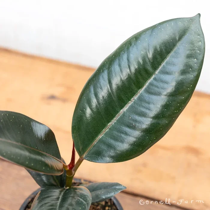 Ficus elastica 14in Burgundy Rubber Tree