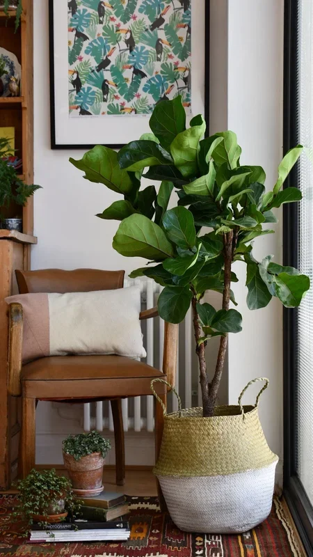 Fiddle Leaf Fig Tree – Ficus Lyrata – Branched