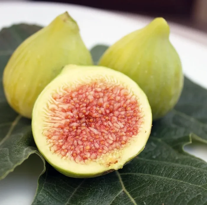 FIG ‘Atreano’ –Ficus carica–
