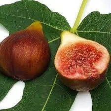 FIG ‘Brunswick’ –Ficus carica–