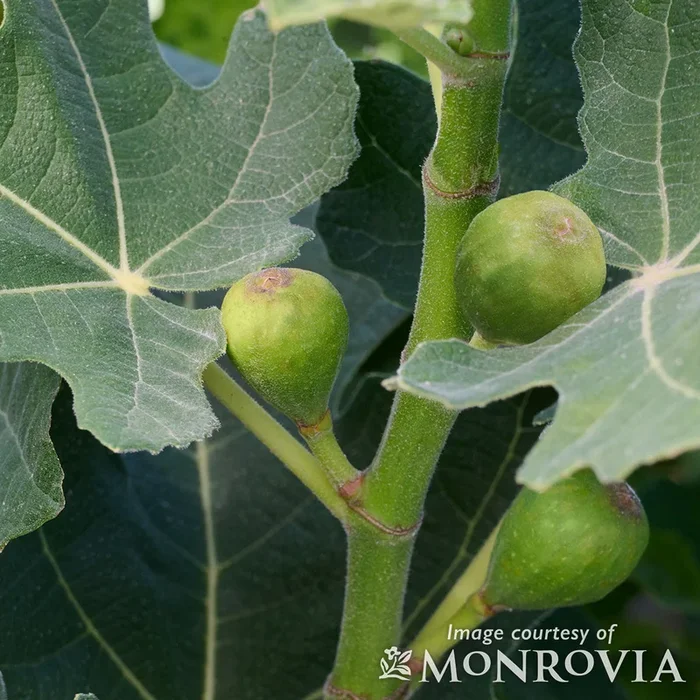 Fig Fignomenal 1gal Ficus