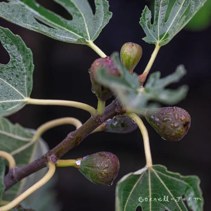 Fig Violette de Bordeaux 2gal Ficus