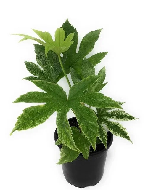 FlowerPotNursery Variegated Fatsia japonica Spiders Web Fatsia japonica 4″ Pot