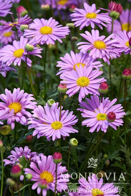 Fresco Purple River Daisy – Monrovia