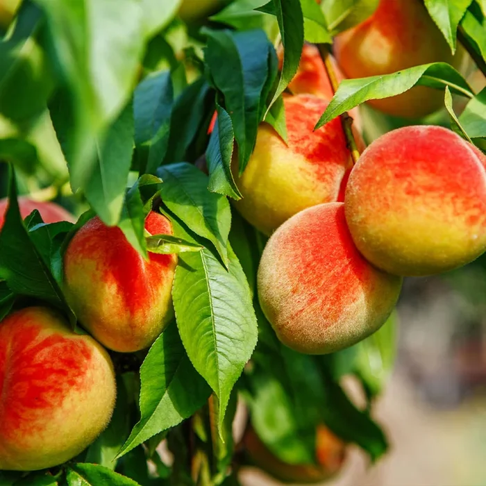 Frost Proof Peach Trees for Sale | FastGrowingTrees.com
