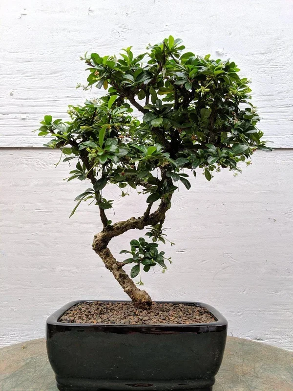 Fukien Tea Bonsai Tree – Large Curved Trunk Style