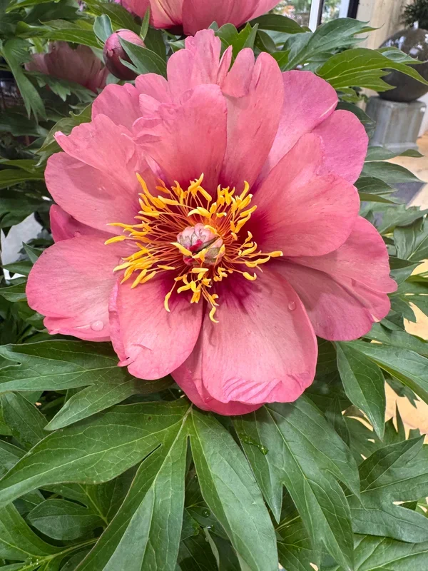 Garden Candy™ Peach-A-Licious™ Itoh Peony – Monrovia