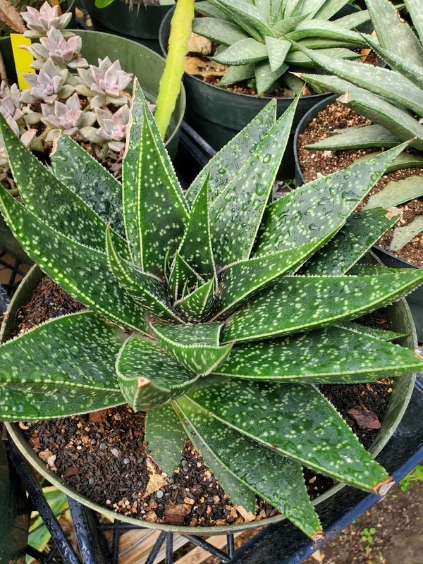 Gasteraloe ‘Limpopo’