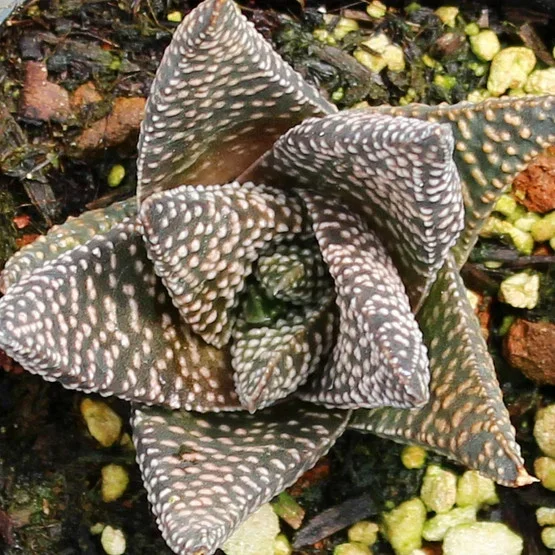 Gasteria ‘Okavango’