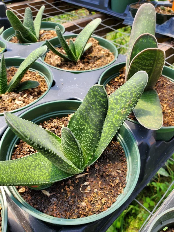 Gasteria acinacifolia –Dune Gasteria–