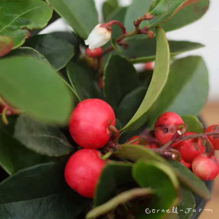 Gaultheria procumbens Qrt.