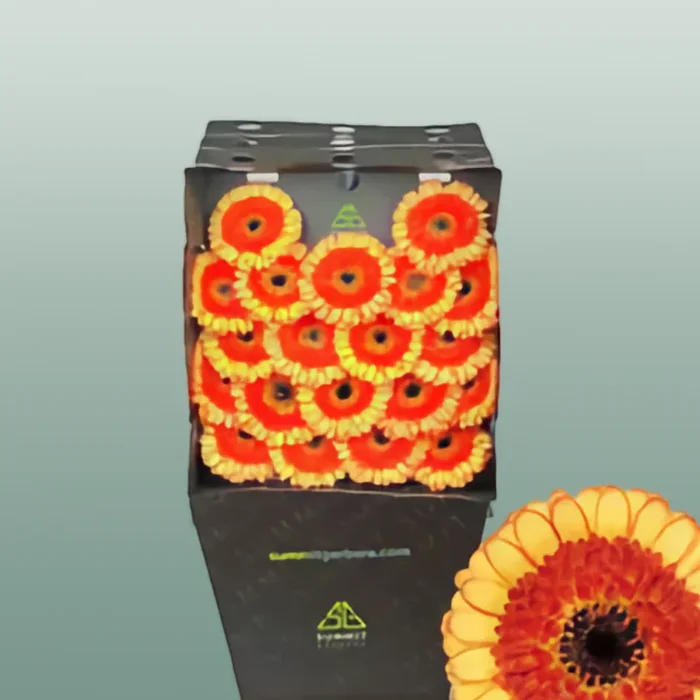 Germini Decora (20 Stems)